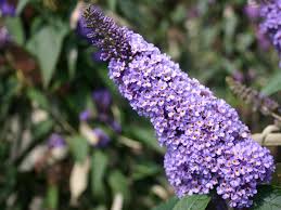 Der sommerflieder ist ein flachwurzler, dessen triebe nur bedingt winterhart sind und oft fast bis zum boden zurückfrieren. Sommerflieder Schmetterlingsstrauch Ellen S Blue Buddleja Davidii Ellen S Blue Baumschule Horstmann