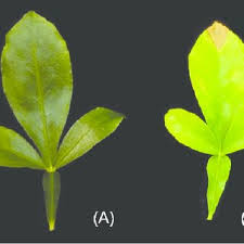 Why do apparently healthy looking citrus trees suddenly start deteriorating in a matter of days, with leaves curling then dropping, branches dying back if a citrus tree is not in the ground, but in a pot or container, then there should be no problem with root rot, as pots have drainage holes, unless… the. Citrus Tree Affected By Iron Deficiency At Field Conditions A No Download Scientific Diagram