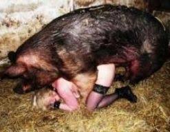 Enjoy our hd porno videos on any device of your choosing! Opinion You Woman Fucking Pig Congratulate You