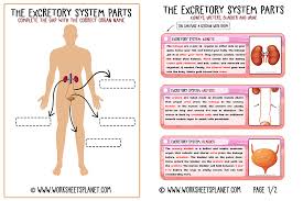 You have more than 600 muscles in your body! Excretory System For Kids Diagram Theory Vocabulary
