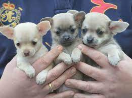Maybe you would like to learn more about one of these? Teacup Chihuahua For Sale Austin Tx Petswithlove Us