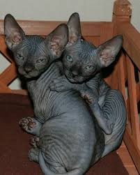 Colourpoint female kitten available, this little ones is from my out crossing program and carries a little. Pin By Heather Bailey On Bichinhos Sphynx Kittens For Sale Sphynx Cat Hairless Cat