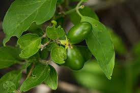 Image result for Jasminum stenolobum