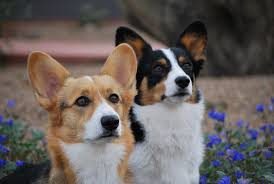 New and used items, cars, real estate, jobs, services, vacation rentals and more virtually anywhere in ontario. Pets For Adoption At Arizona Cactus Corgi Rescue In Glendale Az Petfinder