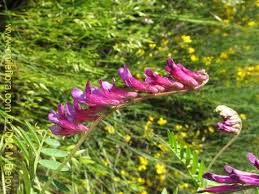 Image result for Vicia