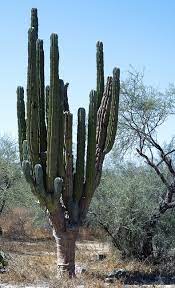 Given the areas where they live, though, water is often scarce. 4 Oldest Cacti In The World Oldest Org