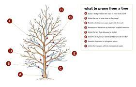 This is a question our arborists receive a lot during consultations for tree pruning in northern va, dc, and maryland. How To Prune Small Trees And Shrubs This Old House