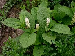 Image result for Phytolaccaceae