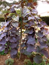 Ruby falls redbud flowers are reddish purple in color and are at times lavender too which might be due to its lavender twist genes. Ruby Falls Redbud Grimm S Gardens