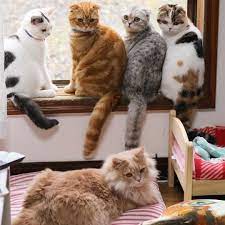 Pin By Ana Valeria Da Silva On Cats Kitten Pictures Cats Cute Cats And Kittens