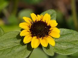 Image result for foto Vitálka