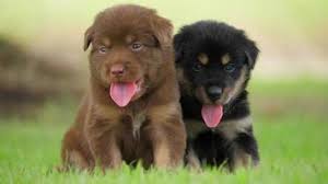 Professional dog trainers · instant access courses Cute Puppy Baby Dog Playing In The Green Park 1622735 Stock Video At Vecteezy
