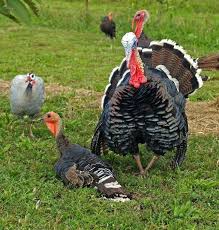 Broad Breasted Bronze Turkey Turkeys Click To Enlarge A