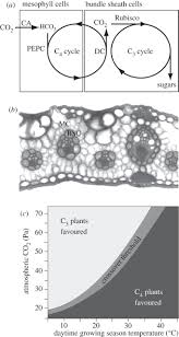 A thick, rigid membrane that surrounds a plant cell. Evolution Of C4 Plants A New Hypothesis For An Interaction Of Co2 And Water Relations Mediated By Plant Hydraulics Philosophical Transactions Of The Royal Society B Biological Sciences