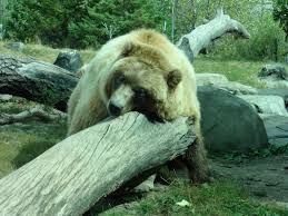 It turned out only 11 days old. Bears Creatures Trees Water