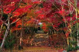 京都市西京区に位置し 苔寺や鈴虫寺 地蔵院 竹の寺 にほど近く 参道の石段を染める紅葉が美しい葉室山浄住寺 秋の特別公開は11月17日 土 12月2日 日 になります 紅葉 写真 京都 紅葉 紅葉