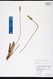 Image result for Elytraria