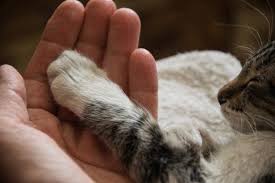 Ingrown claw of cat's paw. 5 Reasons Your Cat May Have A Swollen Paw Lovetoknow