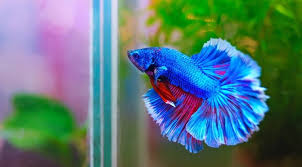 There are 394 purple betta fish for sale on etsy, and they cost $17.03 on average. Betta Fish Names 150 Names For Every Type Of Betta Fish My Pet S Name