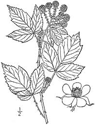 Check spelling or type a new query. Black Raspberry Rubus Occidentalis L