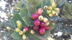 Image result for Syzygium cordatum