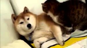 We did not find results for: Kucing Dan Anjing Berteman Dan Bermain Youtube