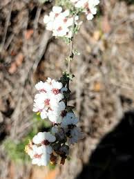 Image result for Eriocephalus racemosus