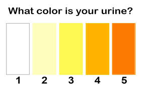 Are You Dehydrated Our Pee Colour Chart Will Tell You The