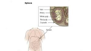 We did not find results for: 6 Fungsi Limpa Dan Begini Jadinya Jika Manusia Hidup Tanpanya Hot Liputan6 Com