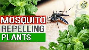 Maybe you would like to learn more about one of these? Mosquito Repellent Plants Natural Remedy For Mosquitoes Plants Repelling Mosquitoes In Garden Youtube