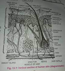 Make your work easier by using a label. Labelled Pictures Of Human Skin D 1 Draw A Neat Labelled Diagram Of L S Of Skin And Give F Scholr Intimu Intimidade