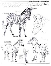 Joe Weatherly Fine Art Animal Drawings Sketches Animal Drawings Zebra Drawing