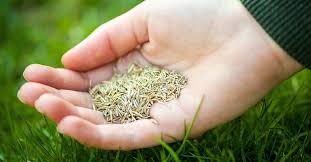 If you were buying something at a store, say something like: Benefits And Disadvantages Of Grass Seed Vs Sod