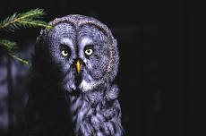 Creatures of the Night Series – Birds