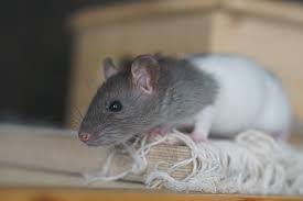 Further up the food chain, it forms an extremely important part of the diet of many predators, such as kestrels, weasels and barn owls. 10 Of The Best Poems About Mice And Rodents Interesting Literature