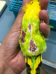 セキセイ インコ 肥満 画像