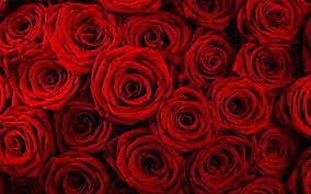 Red Rose Desktop Wallpapers Rose Wallpaper Rose Background Flower Background Wallpaper