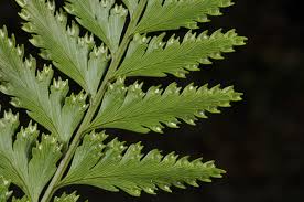 Image result for Davalliaceae