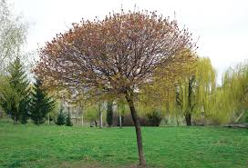 7 bäume für den garten, die schnell wachsen. Kugelbaume Fur Kleine Garten Diese Sorten Sind Kleinbleibend