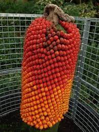 A corpse flower doesn't die after it's finished blooming. Fruit Of The Amorphophallus Titanum Or Giant Phallus Also Known As Corpse Flower For Its Smell Yummy Amorphophallus Titanum Unusual Plants Titan Arum