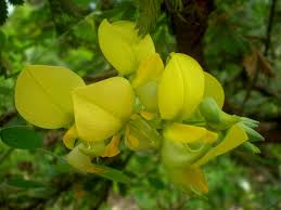 Image result for Crotalaria capensis