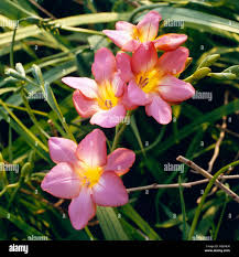 Image result for Freesia grandiflora