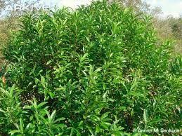 Image result for Warburgia ugandensis