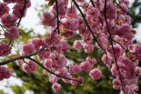 Lorchwise tree climbing spikes,tree climbing tool,304 stainless steel five claws 2 gears,tree climbing spike set safety harness strap adjustable lanyard rope rescue belt. After Trip To Space Cherry Trees Mysteriously Blossom Years Ahead Of Schedule The Verge