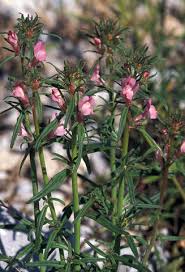 Image result for Misopates