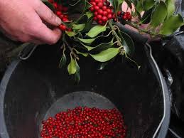Check spelling or type a new query. How To Grow A Holly Tree From Seed A Guide From Tcv
