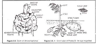 For this reason they are called metamorphosed stems. Modifications Of Stem Explained With Diagram