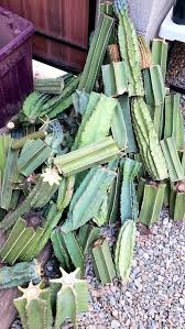 Image result for cactus cuttings