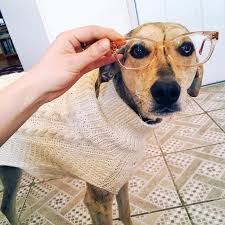 These Dogs Wearing Glasses Is What We Need On A Monday I Can Has Cheezburger