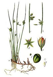 Image result for Juncaceae